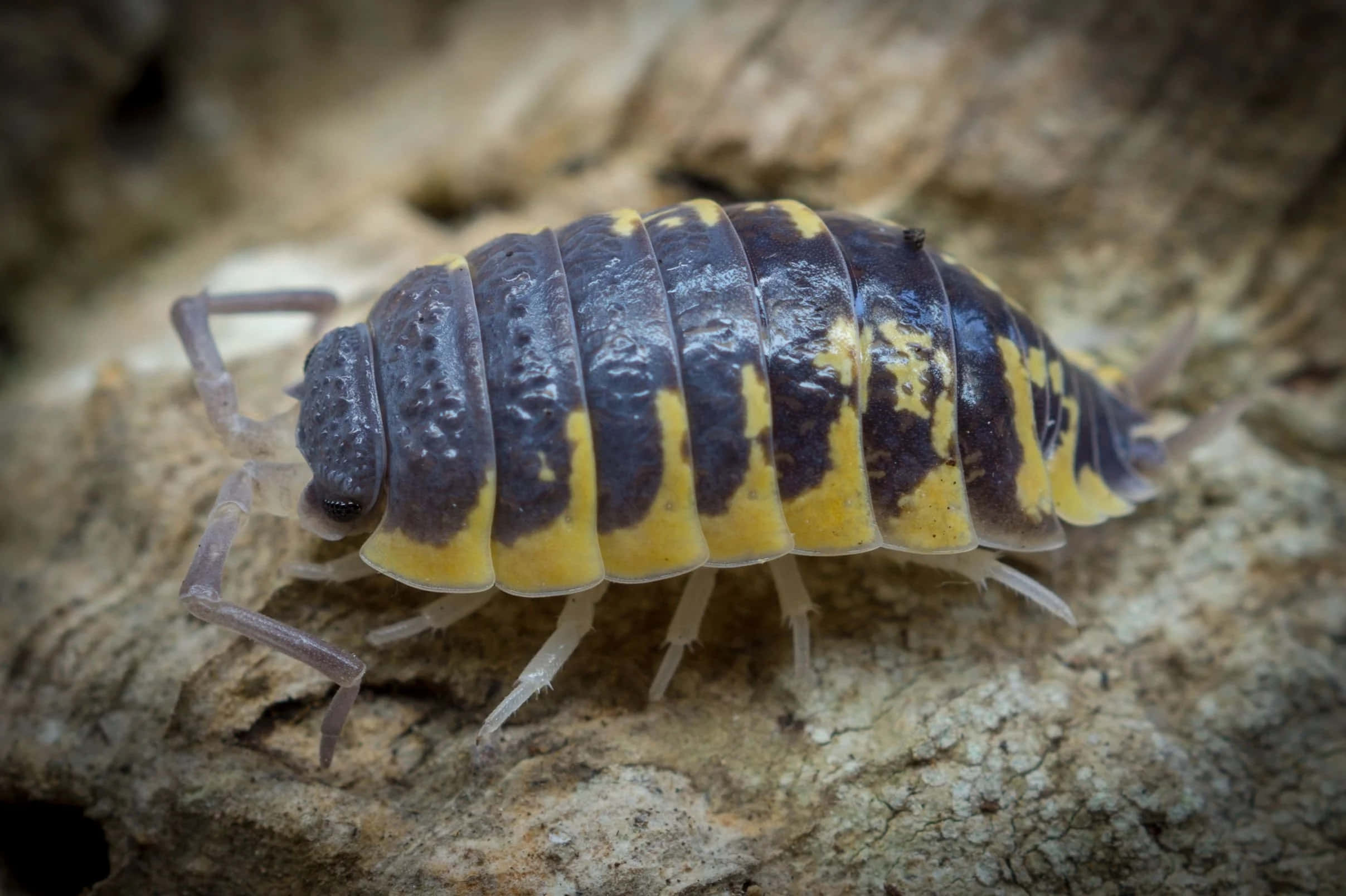 woodlouse, tree bark, black and yellow striped, Full HD Desktop Wallpaper