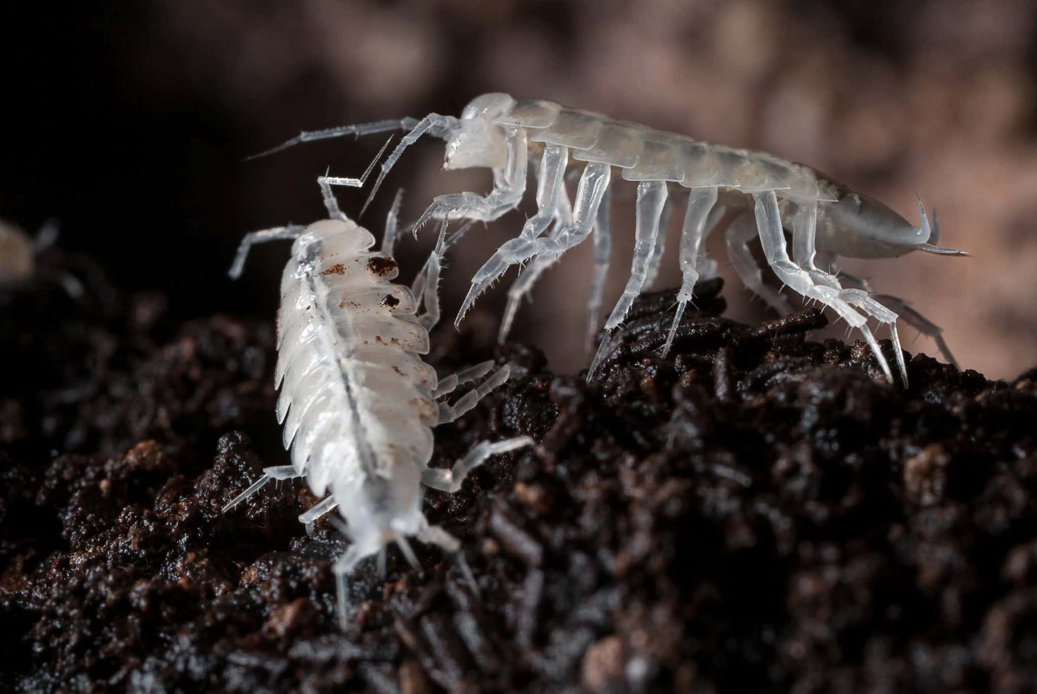 transparent isopods, translucent white isopods, dark moist soil, Full HD Desktop Wallpaper