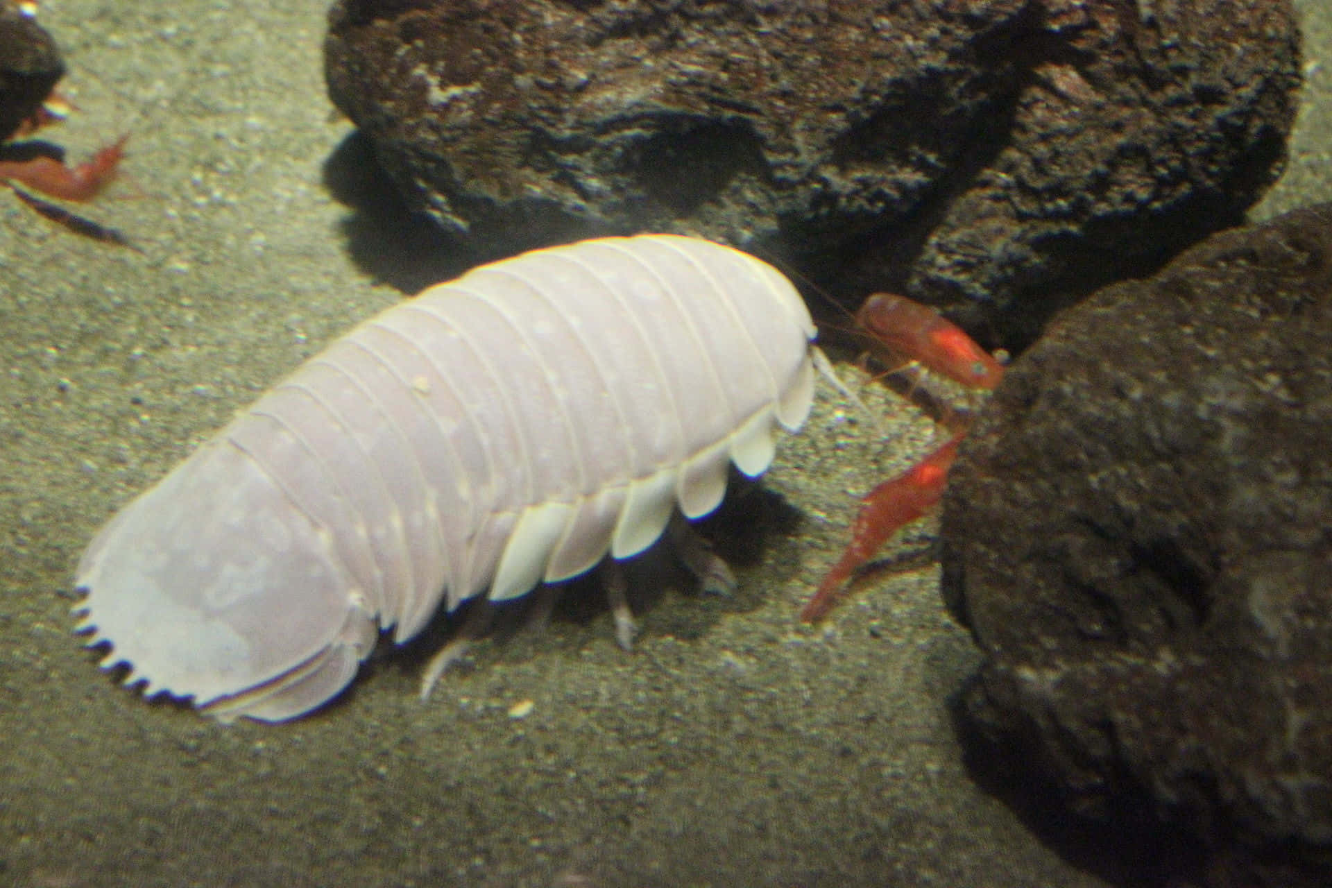 isopod, sandy ocean floor, dark rocks, Full HD Desktop Wallpaper