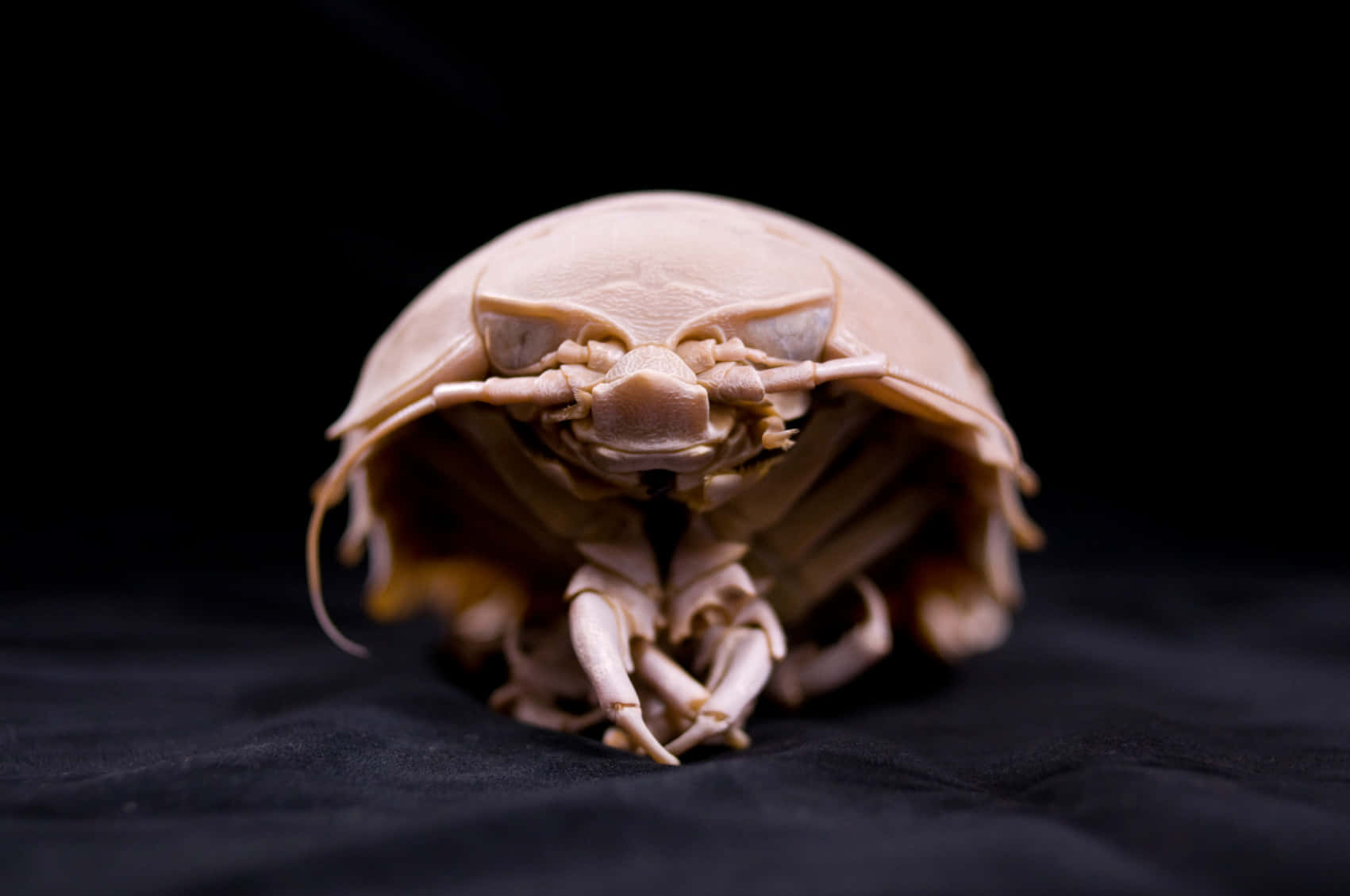 marine isopod, pale pink, segmented limbs, HD Desktop Wallpaper