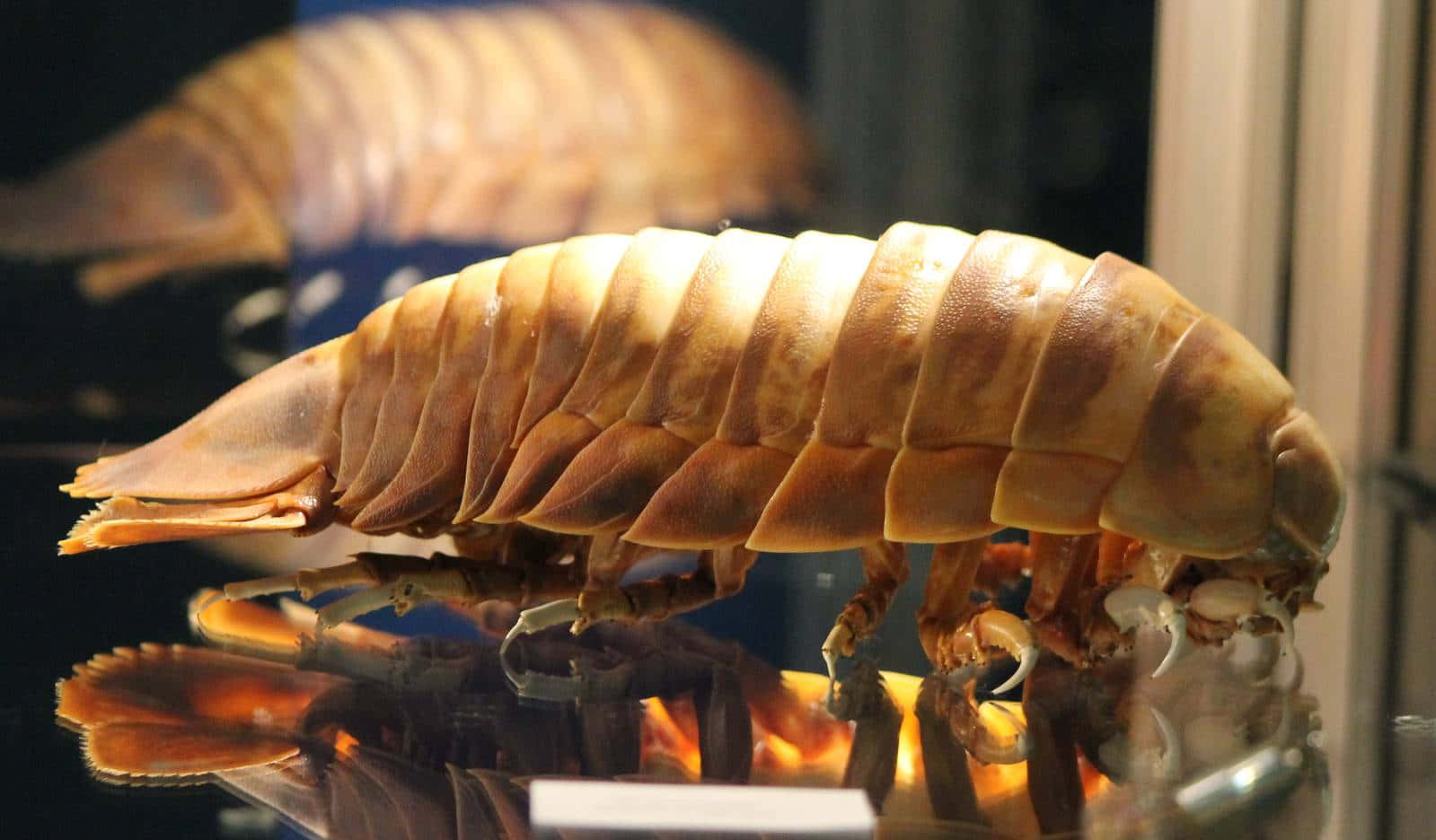 giant isopod, preserved specimen, glass case, HD Desktop Wallpaper