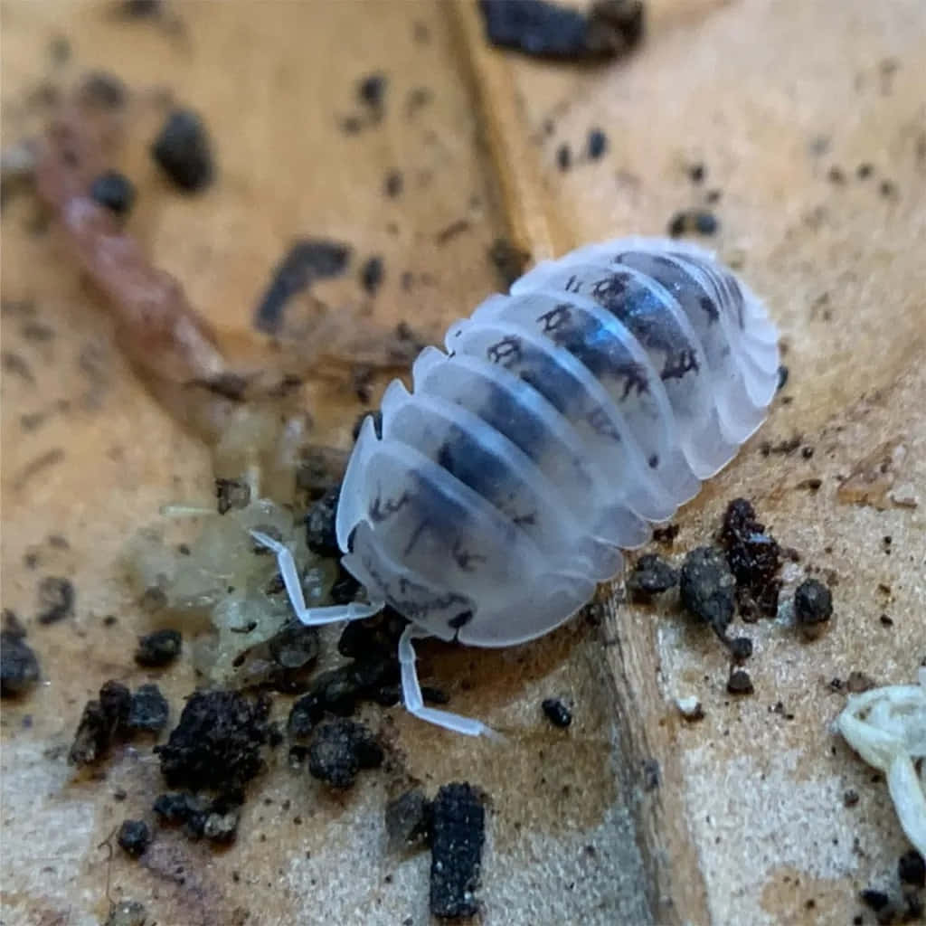 woodlouse, leaf debris, decaying leaf, SD Desktop Wallpaper