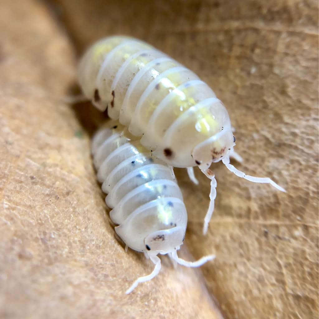 isopod, translucent white, segmented bodies, SD Desktop Wallpaper