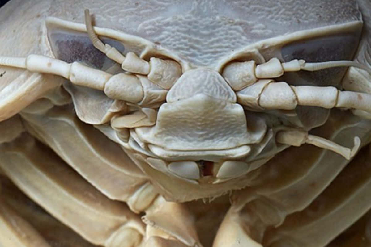 giant isopod, crab, textured carapace, SD Desktop Wallpaper