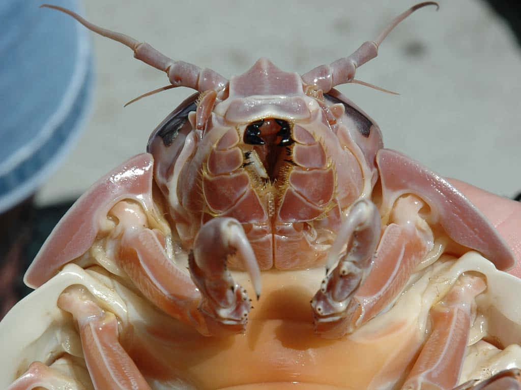 translucent pink isopod, segmented body, prominent claws, SD Desktop Wallpaper
