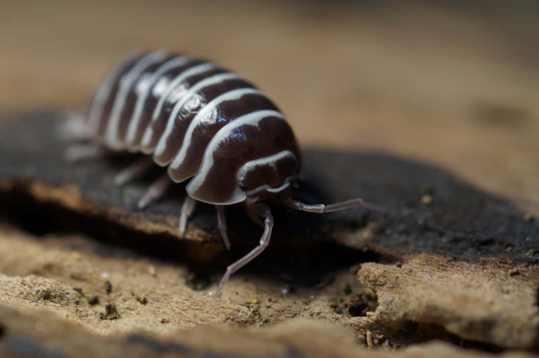 striped isopod, rough textured bark, shallow depth of field, SD Desktop Wallpaper