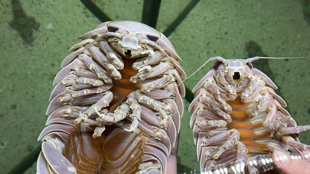 giant isopods, segmented exoskeletons, multiple legs, SD Desktop Wallpaper