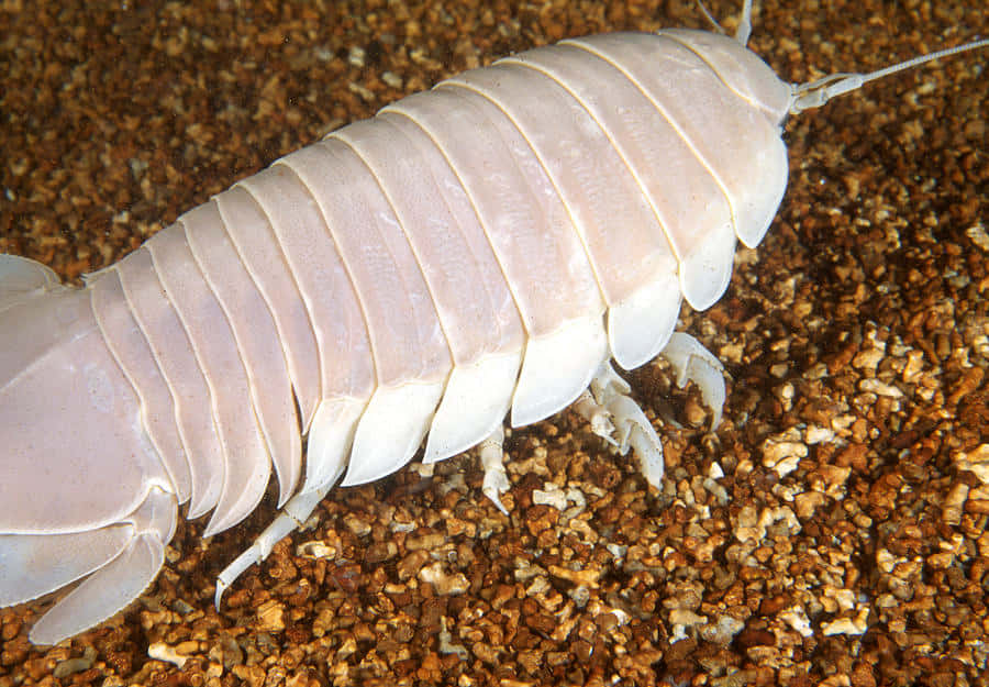 isopod, coarse brown gravel, clear water, SD Desktop Wallpaper