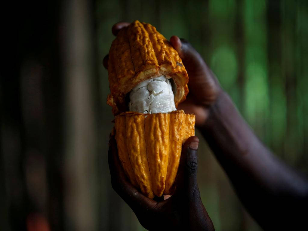 Ivory Coast, cocoa pod, white beans, SD Desktop Wallpaper