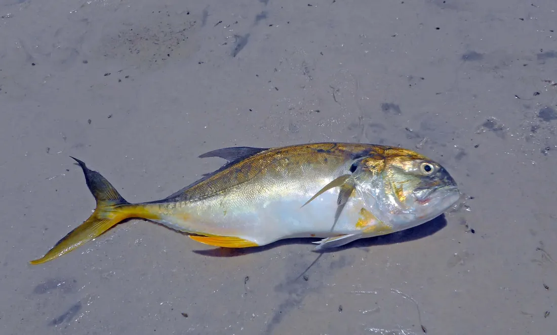 Jack Fish