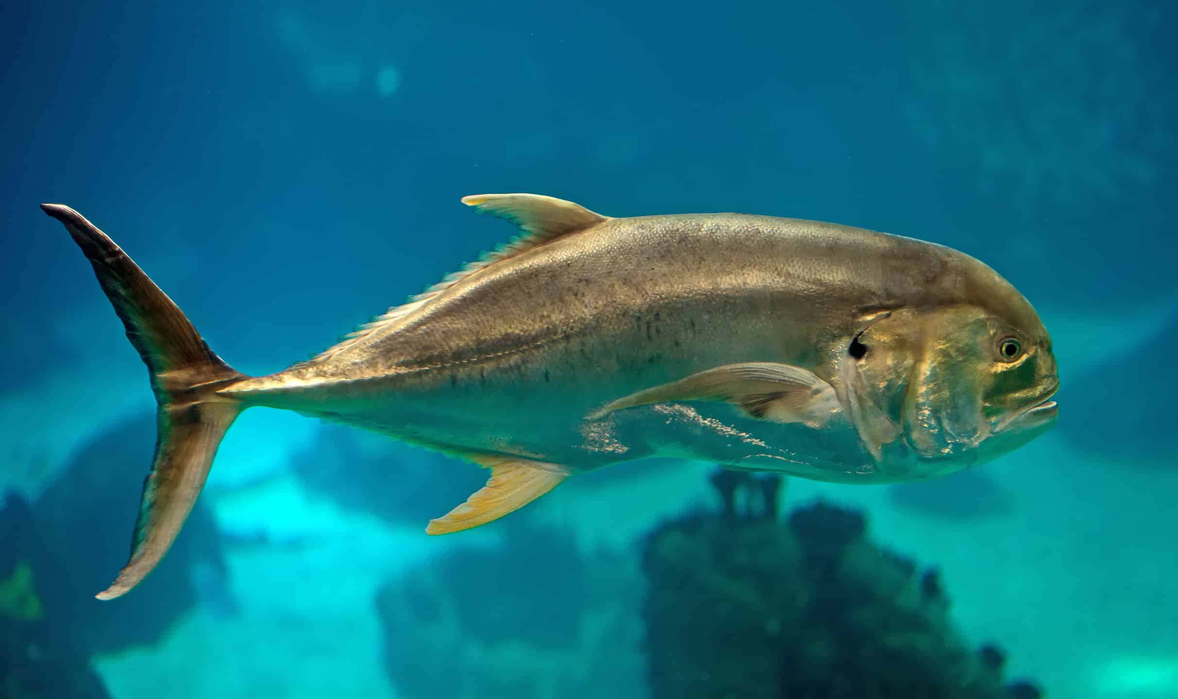 Jack Fish, silver, clear blue water, Full HD Desktop Wallpaper