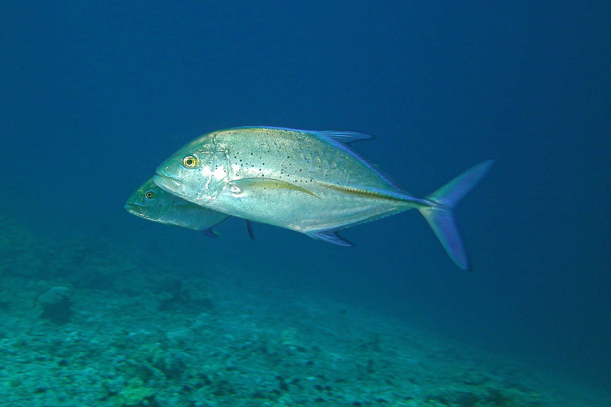 Jack Fish, silver fish, clear blue ocean water, Full HD Desktop Wallpaper