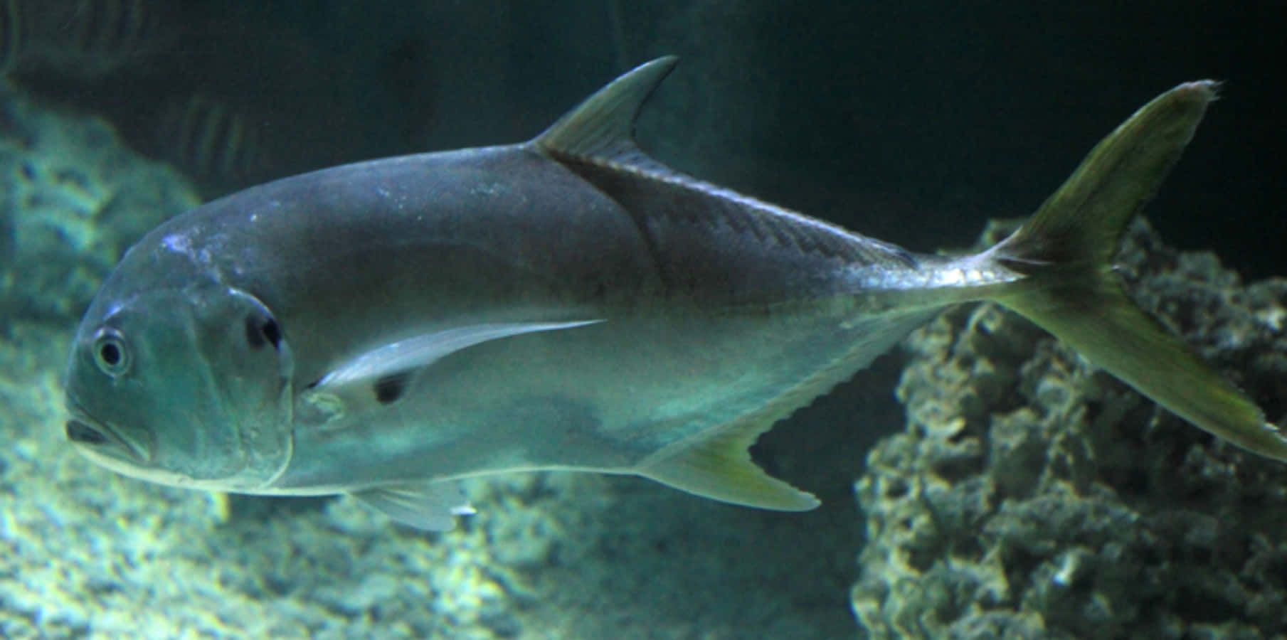 Jack Fish, silver, aquarium, HD Desktop Wallpaper
