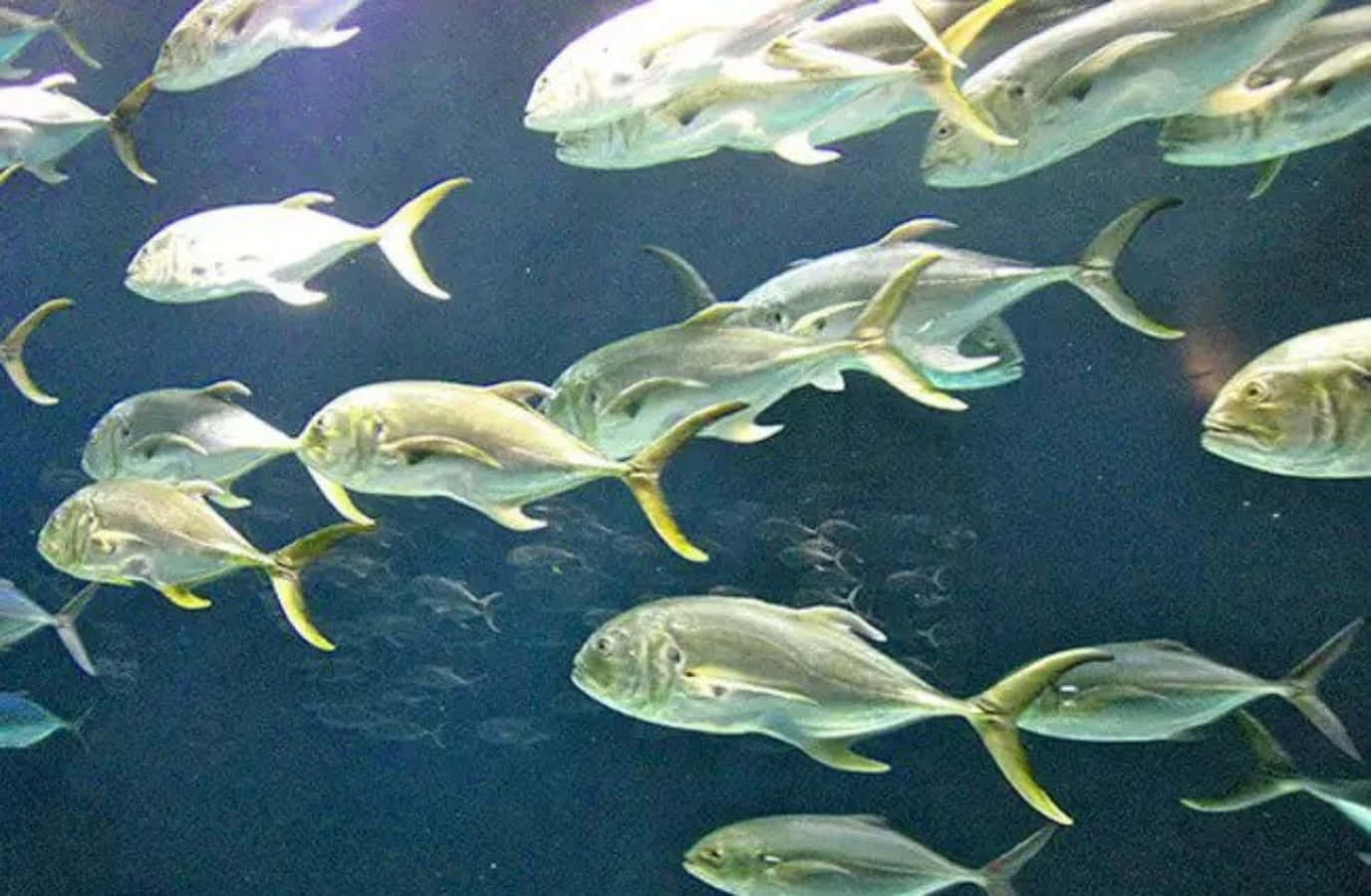 school of jackfish, silver fish, yellow tails, HD Desktop Wallpaper