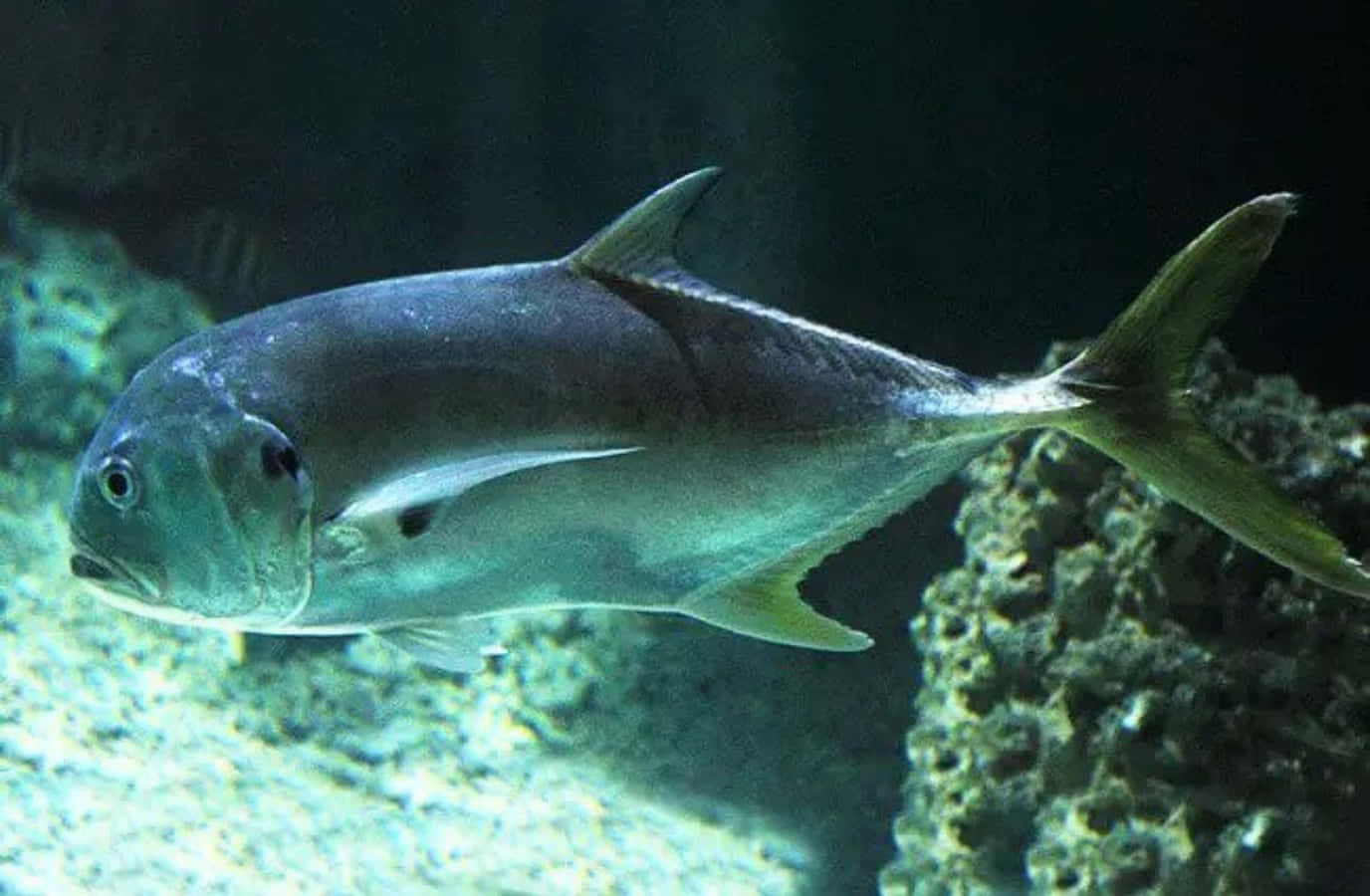 Jack Fish, silver, aquarium, HD Desktop Wallpaper