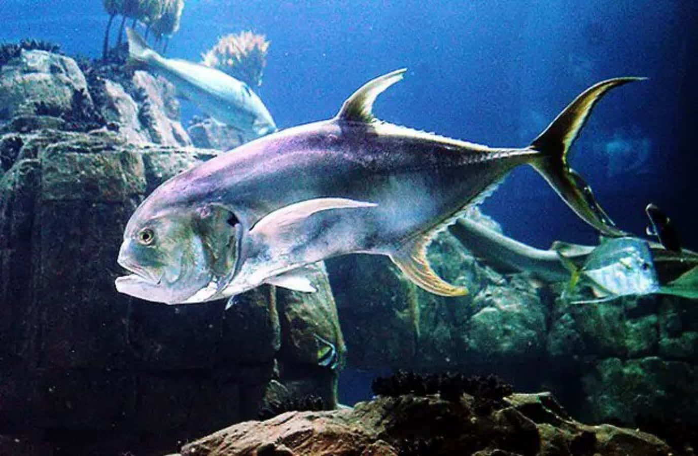 jackfish, silver, underwater, HD Desktop Wallpaper