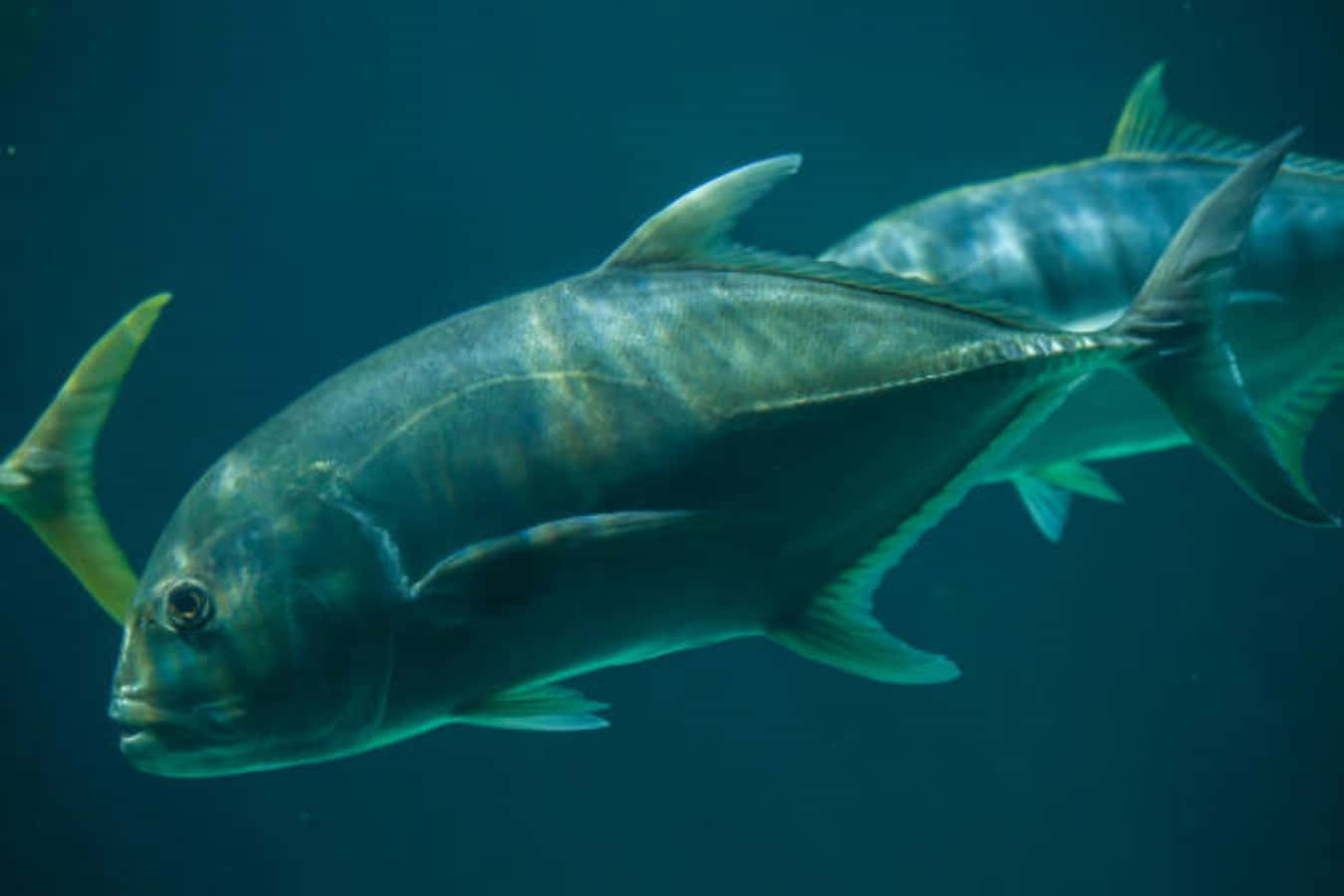 Jack Fish, silver, deep blue ocean water, HD Desktop Wallpaper