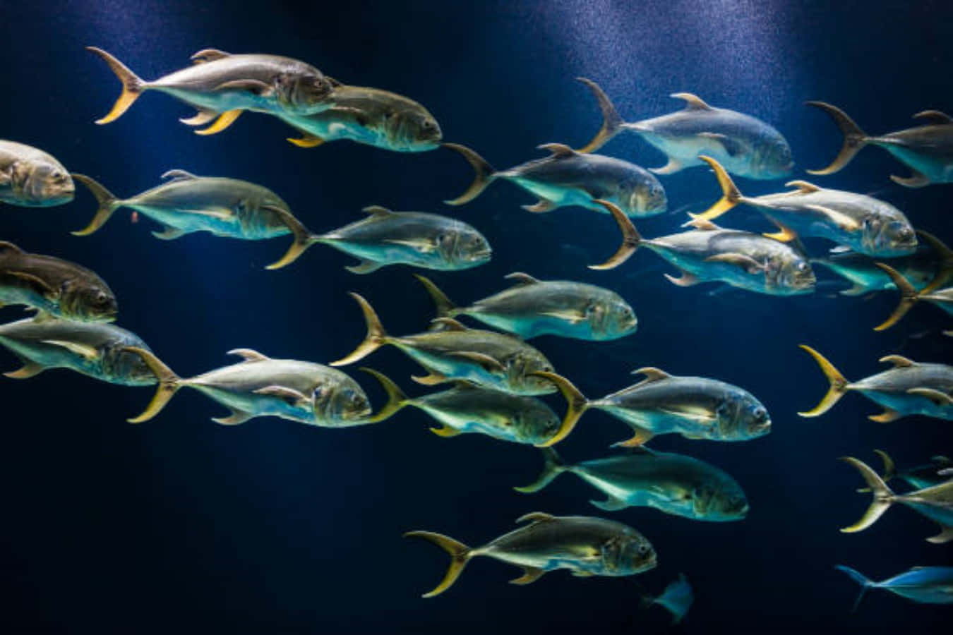 Jack Fish, silver fish, yellow tails, HD Desktop Wallpaper