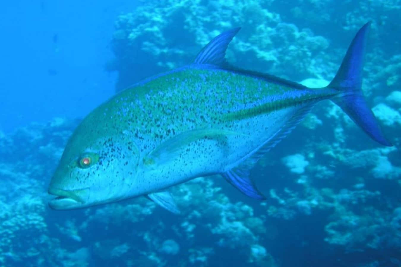 Blue Water Jack Fish, vibrant blue fish, speckled scales, HD Desktop Wallpaper