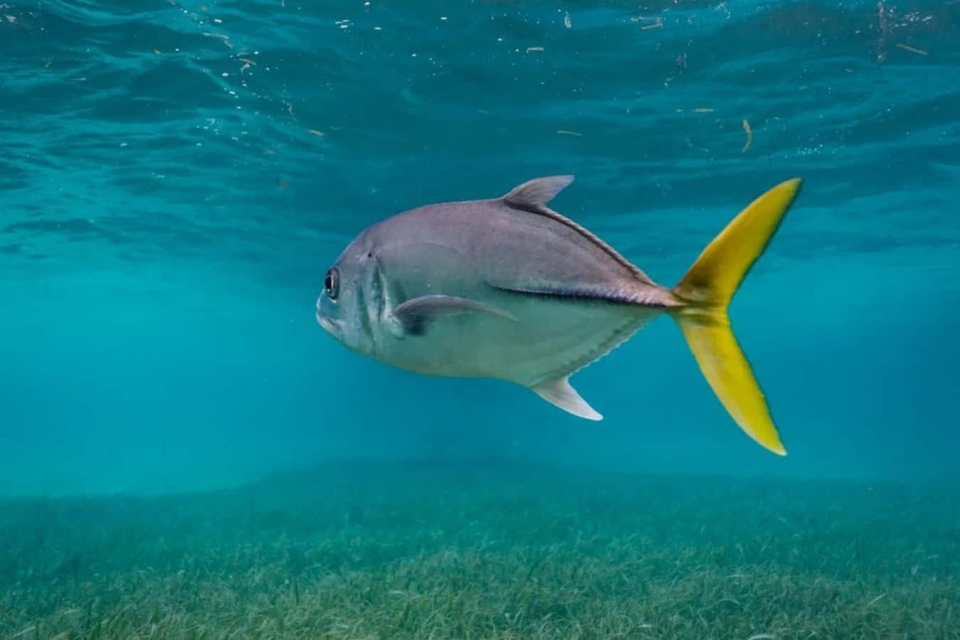 Jack Fish, silver fish, bright yellow tail, HD Desktop Wallpaper