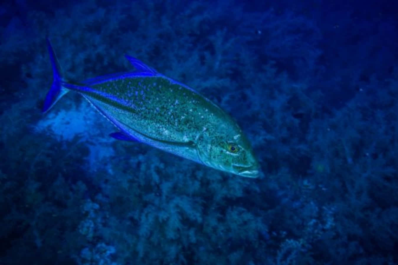 Blue Water Jack Fish, blue fish, deep ocean waters, HD Desktop Wallpaper