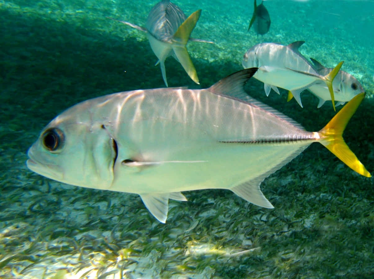 jack fish, silver, vibrant yellow tail, SD Desktop Wallpaper