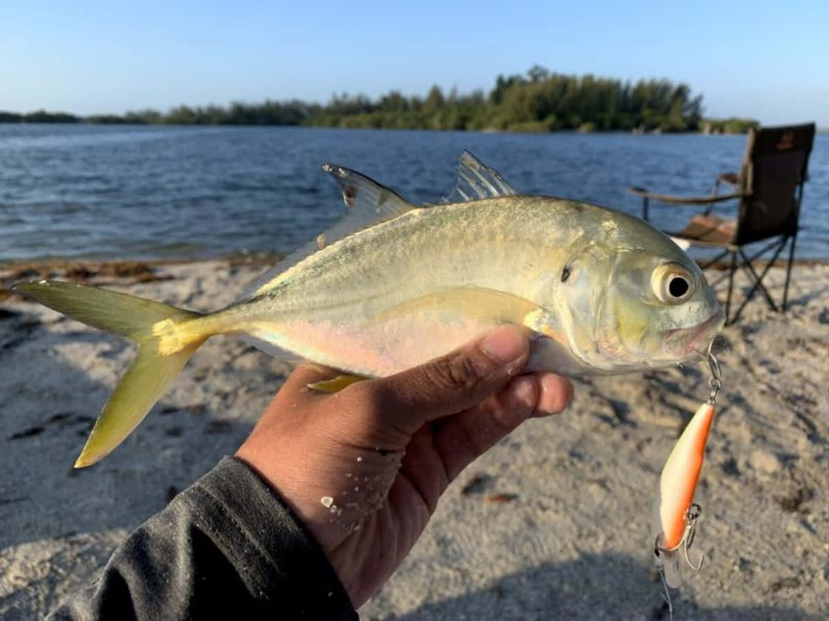 Jack Fish, silver fish, bright orange lure, SD Desktop Wallpaper