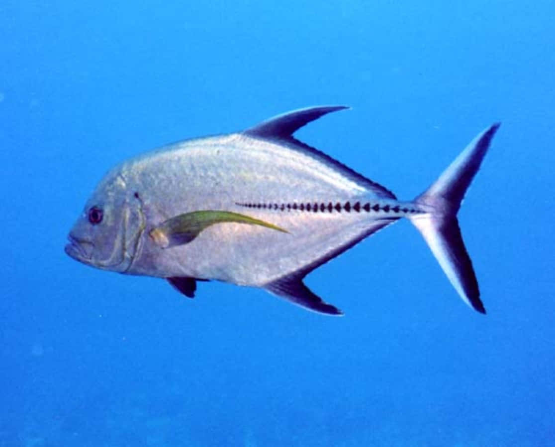 Jack Fish, silver jack fish, clear blue ocean water, SD Desktop Wallpaper