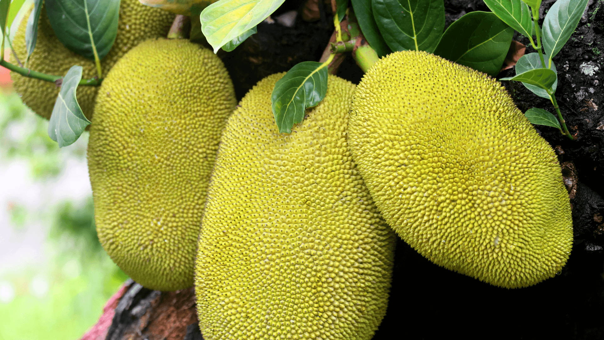 jackfruit tree, unripe fruits, lush green leaves, Full HD Desktop Wallpaper