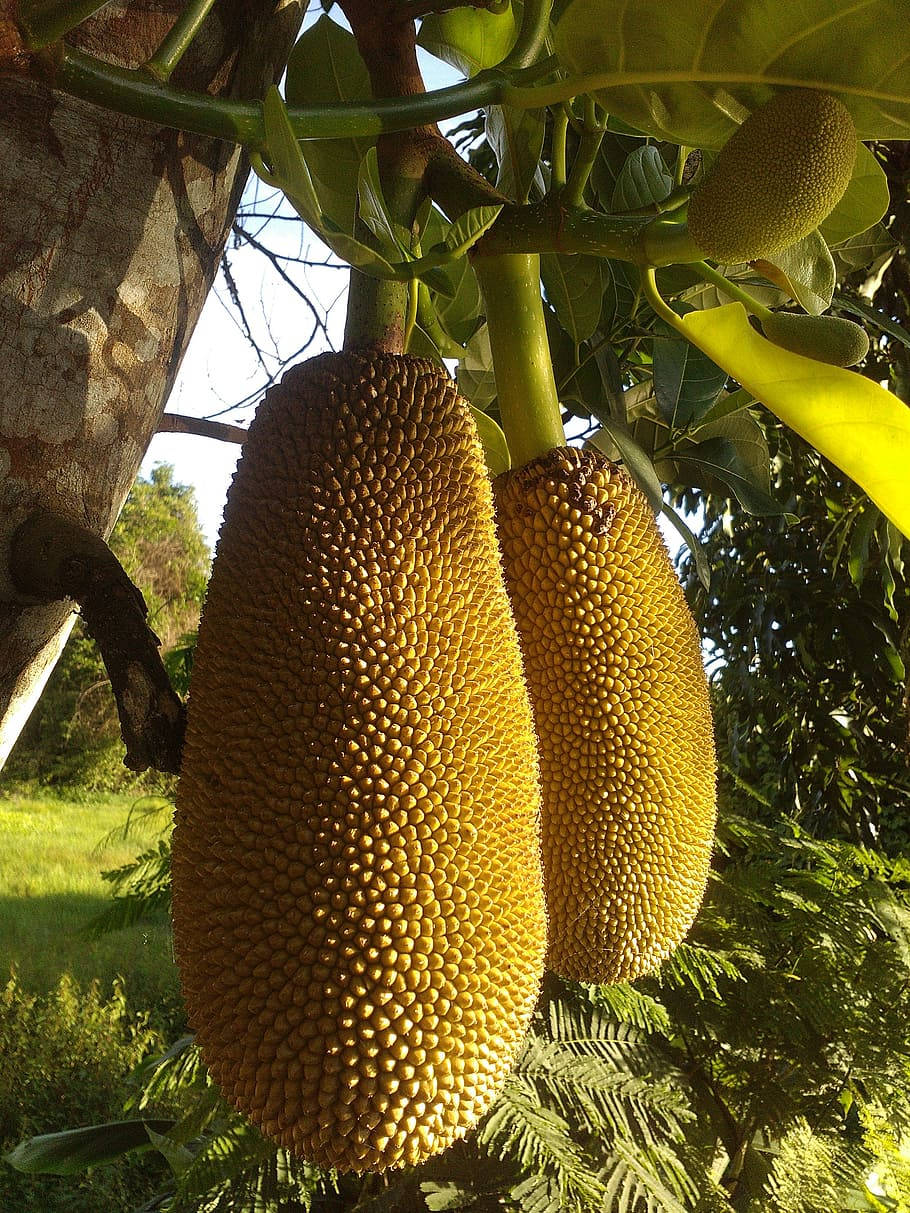 jackfruits, tree, golden sunlight, SD Phone Wallpaper