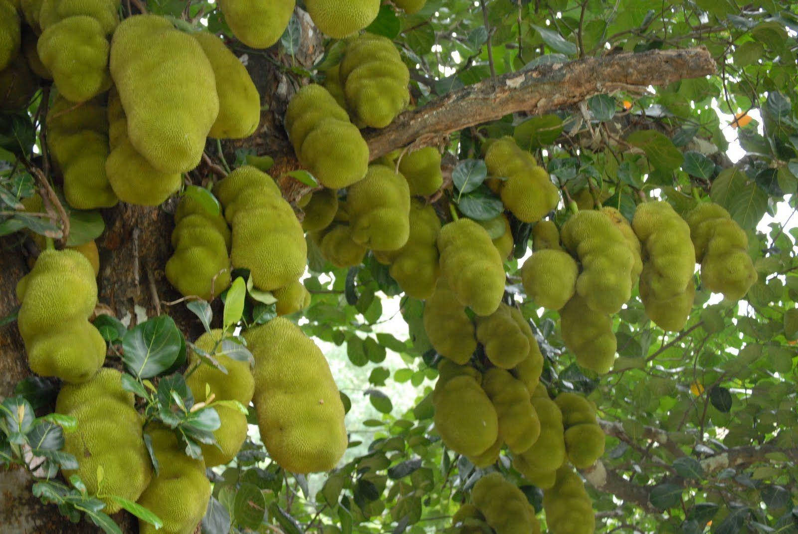 jackfruit tree, many fruits, green jackfruit, HD Desktop Wallpaper