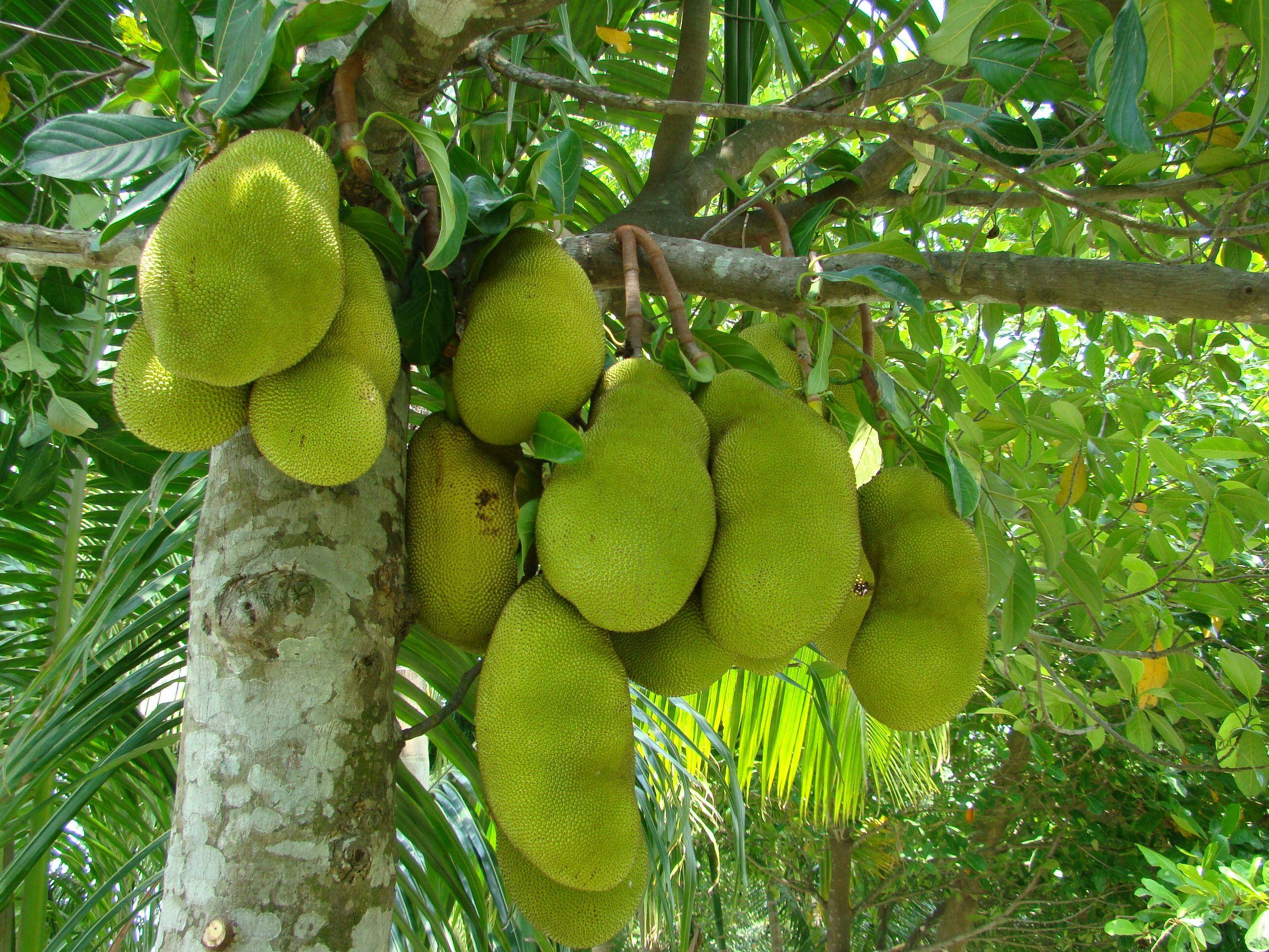 jackfruit tree, many fruits, lush green tree trunk, 2K Desktop Wallpaper