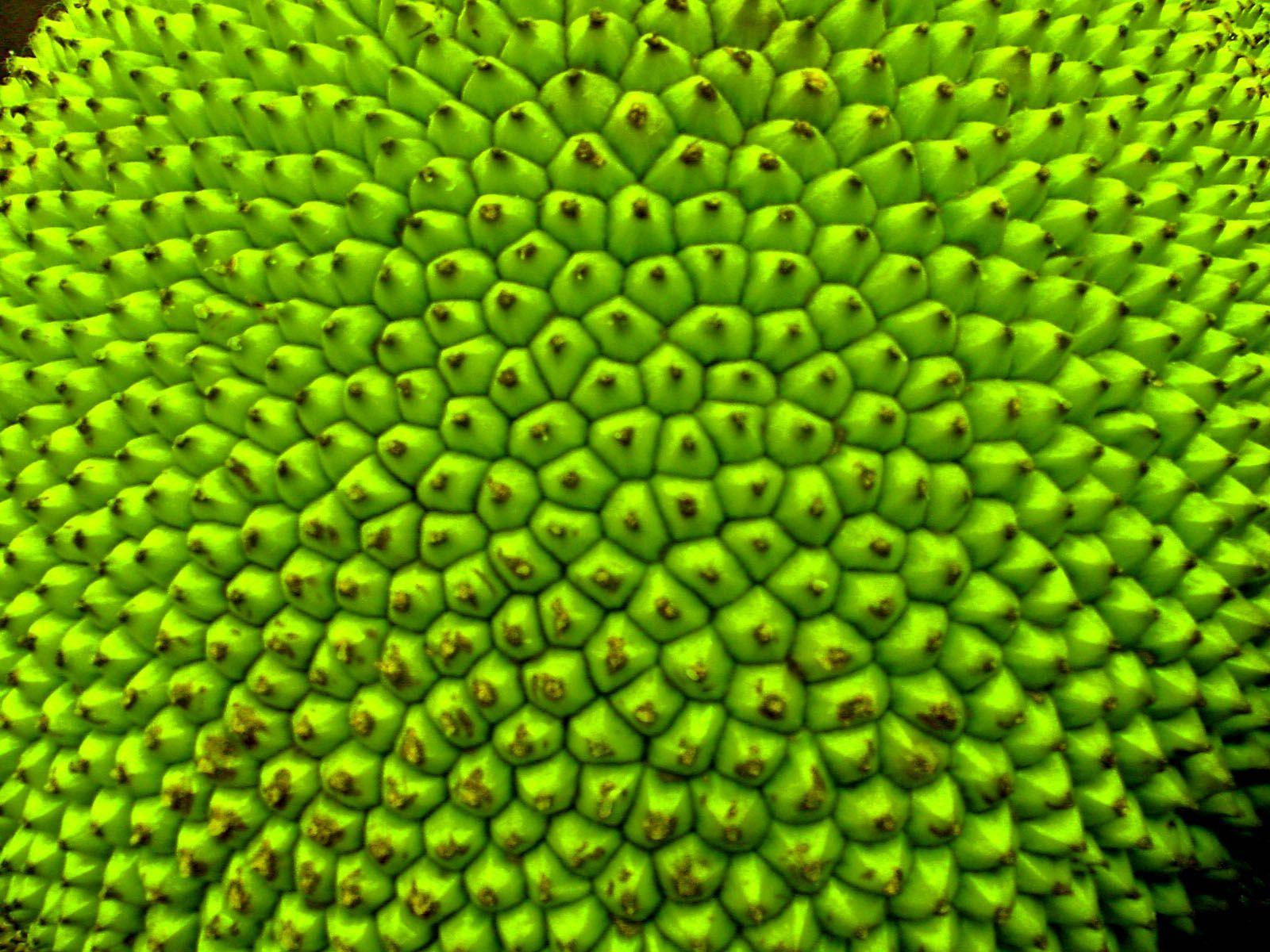 vibrant green jackfruit, spiky surface, intricate geometric patterns, HD Desktop Wallpaper