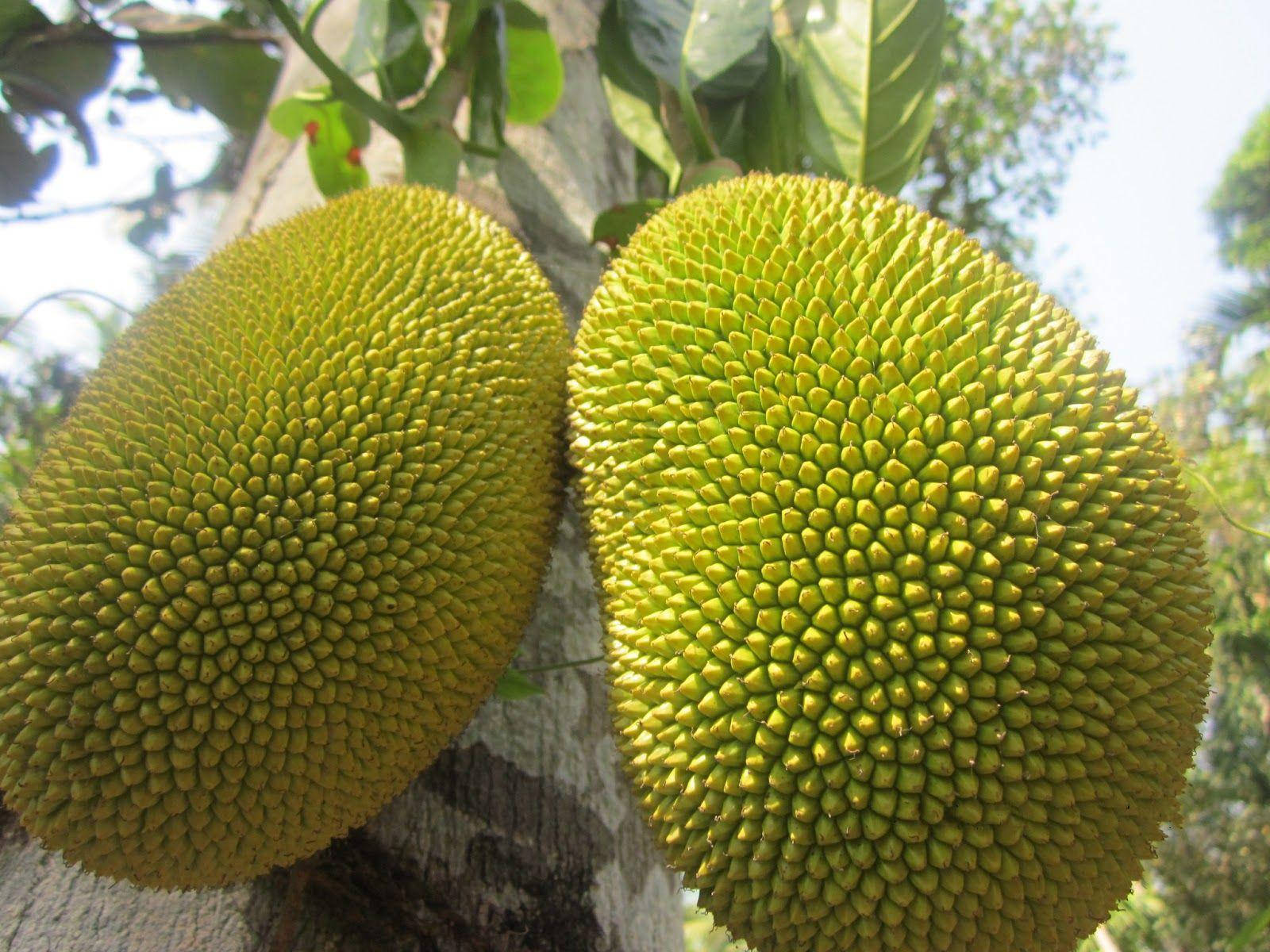 big unripe jackfruit, spiky green jackfruit, tree trunk, HD Desktop Wallpaper
