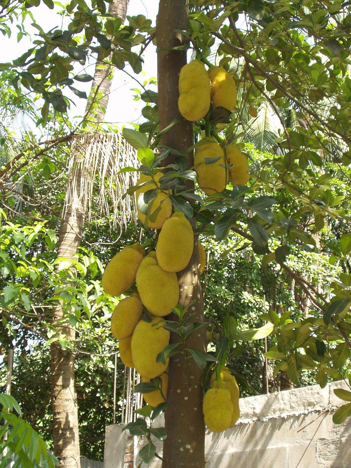 jackfruit tree, many fruits, yellow jackfruit, HD Phone Wallpaper