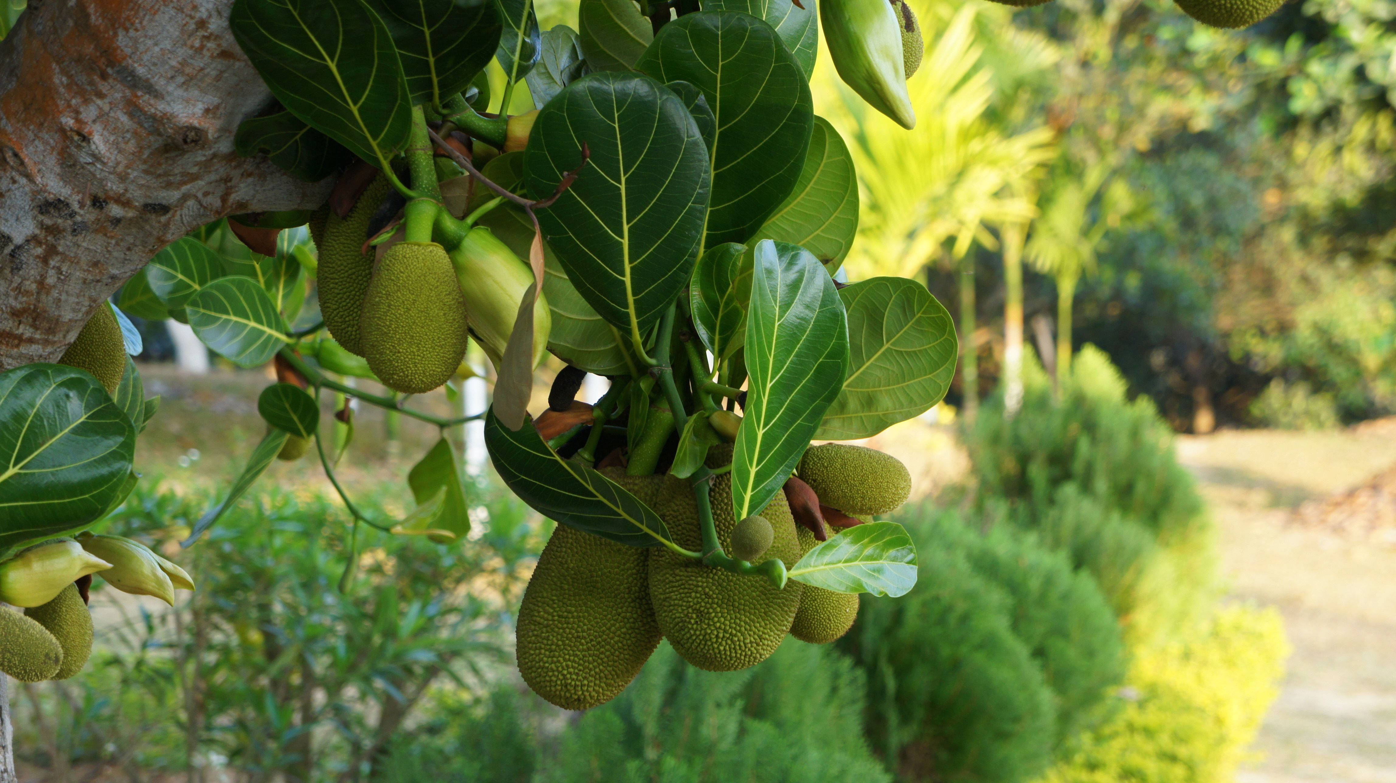 jackfruit tree, jackfruit, tropical foliage, 4K Desktop Wallpaper