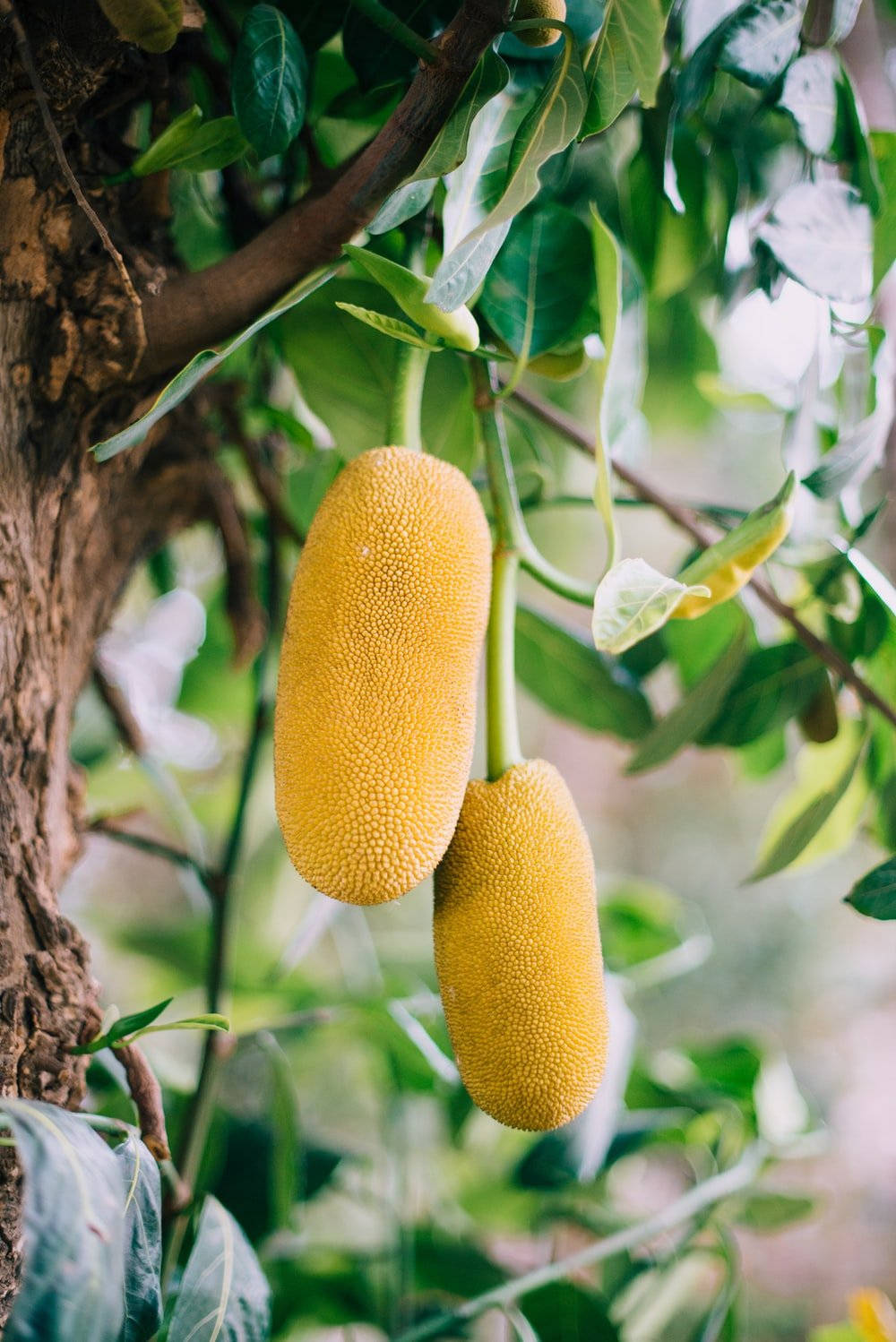 yellow jackfruit, tree branch, lush green leaves, HD Phone Wallpaper
