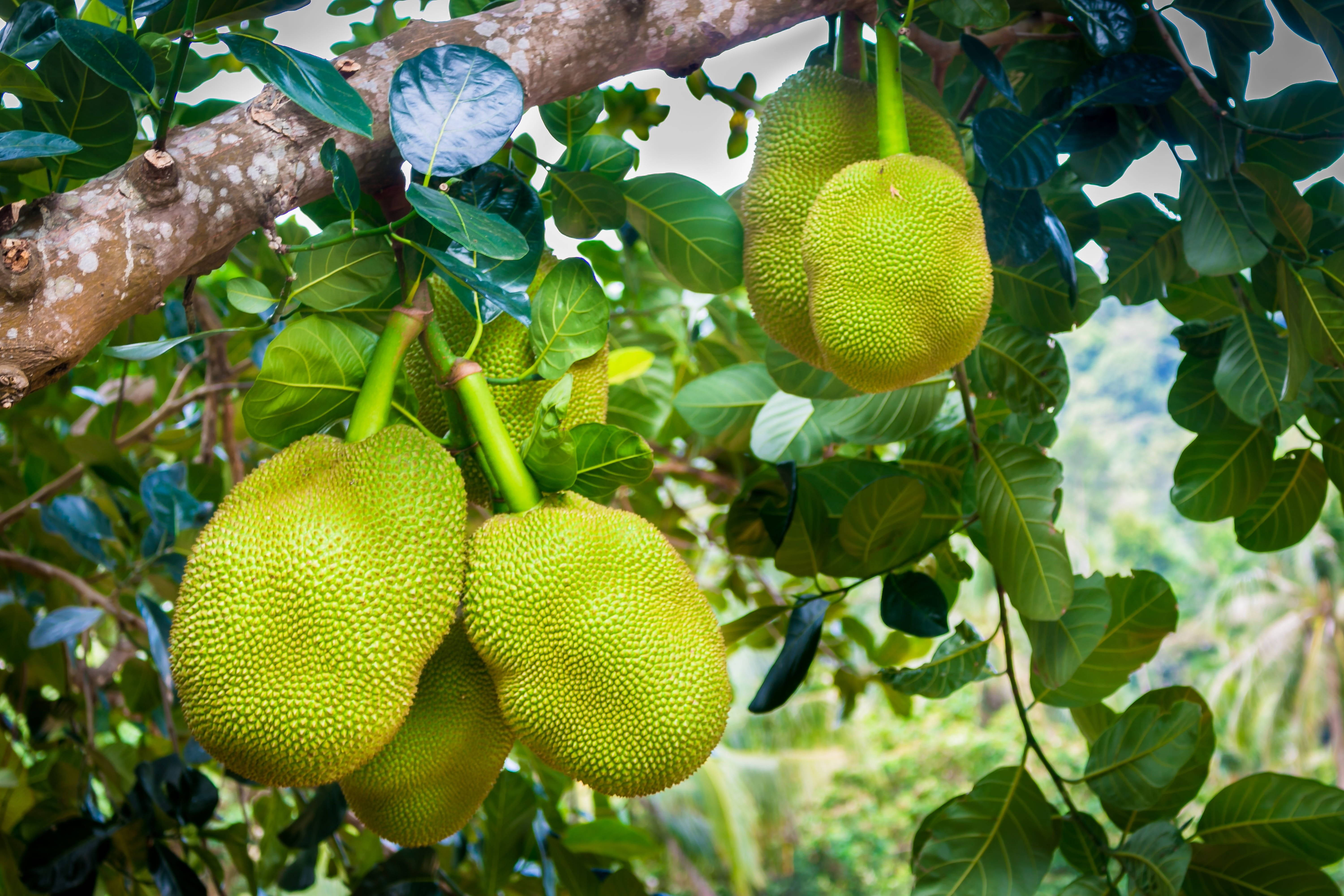 Tree of Jackfruit, jackfruit, tree branch, 5K Desktop Wallpaper