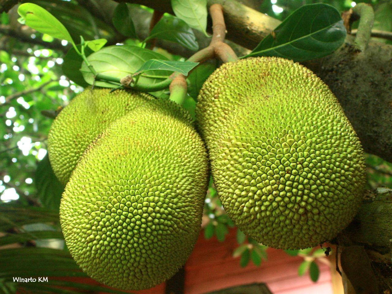 jackfruit tree, big fruits, tree branch, HD Desktop Wallpaper