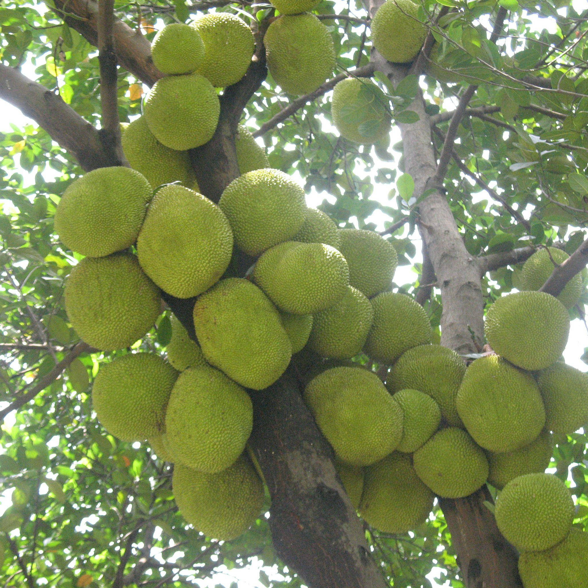 jackfruit tree, spiky green jackfruit, tree branch, Full HD Desktop Wallpaper