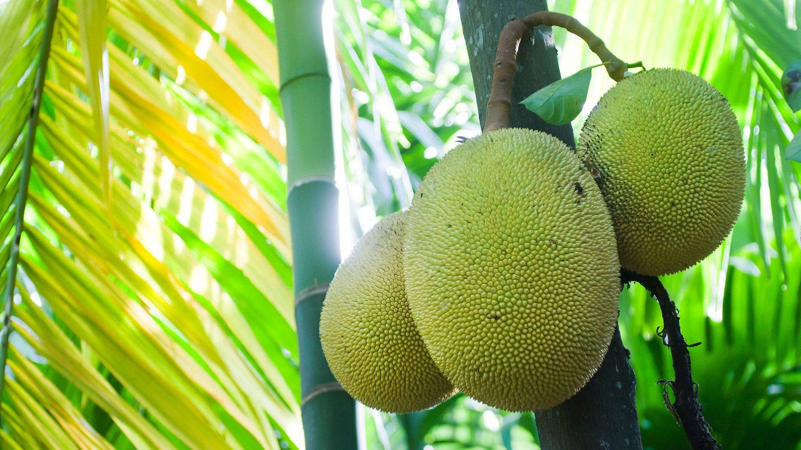 dwarf jackfruit tree, jackfruits, tree trunk, HD Desktop Wallpaper