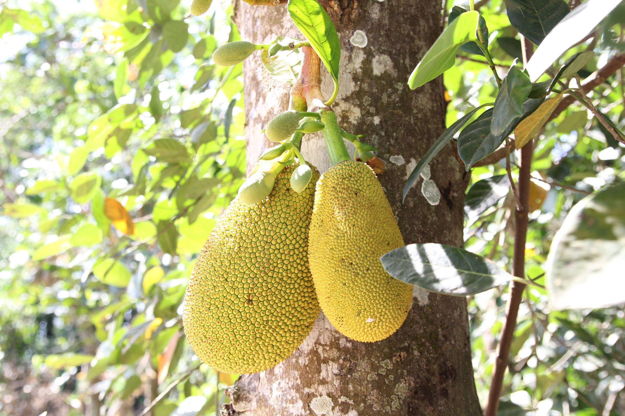 jackfruit tree, ripe fruits, spiky yellow jackfruit, 2K Desktop Wallpaper