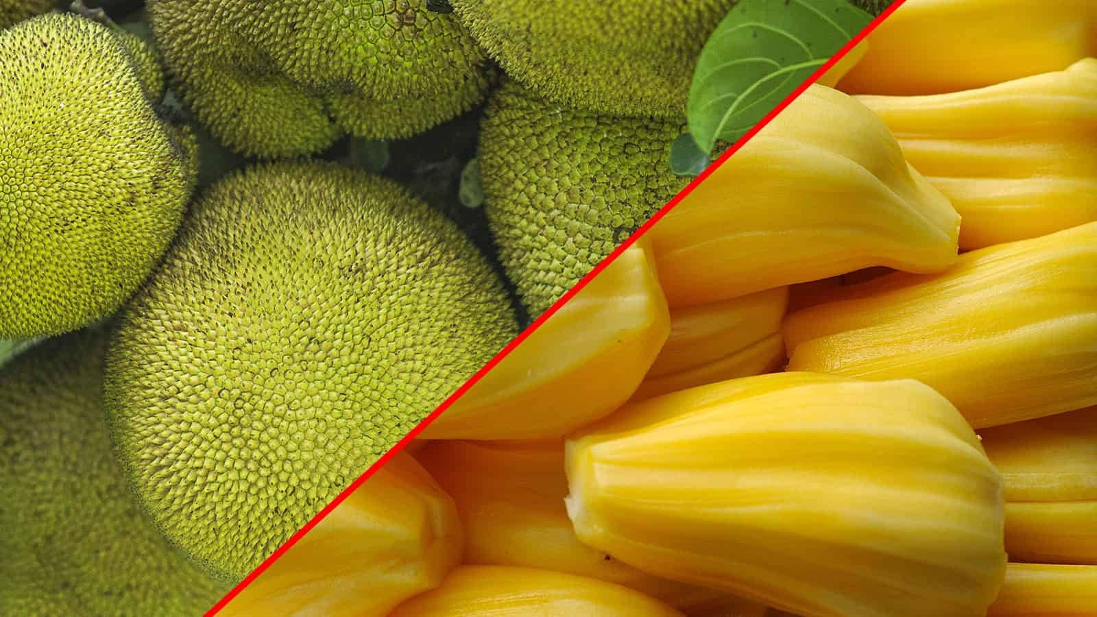 unripe jackfruit, ripe jackfruit pods, green spiky jackfruit exteriors, HD Desktop Wallpaper