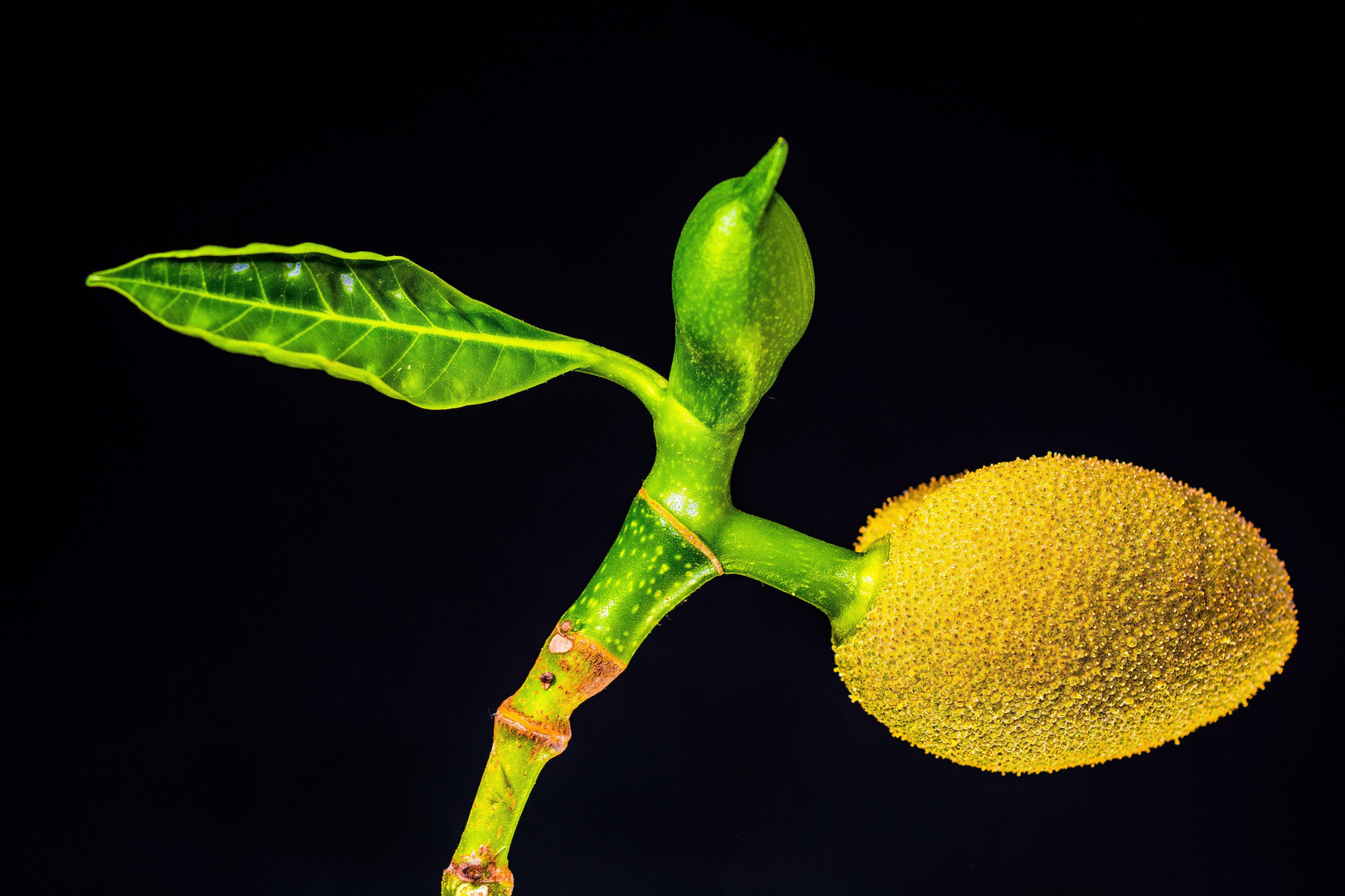 small unripe jackfruit, leaf, bud, 5K Desktop Wallpaper
