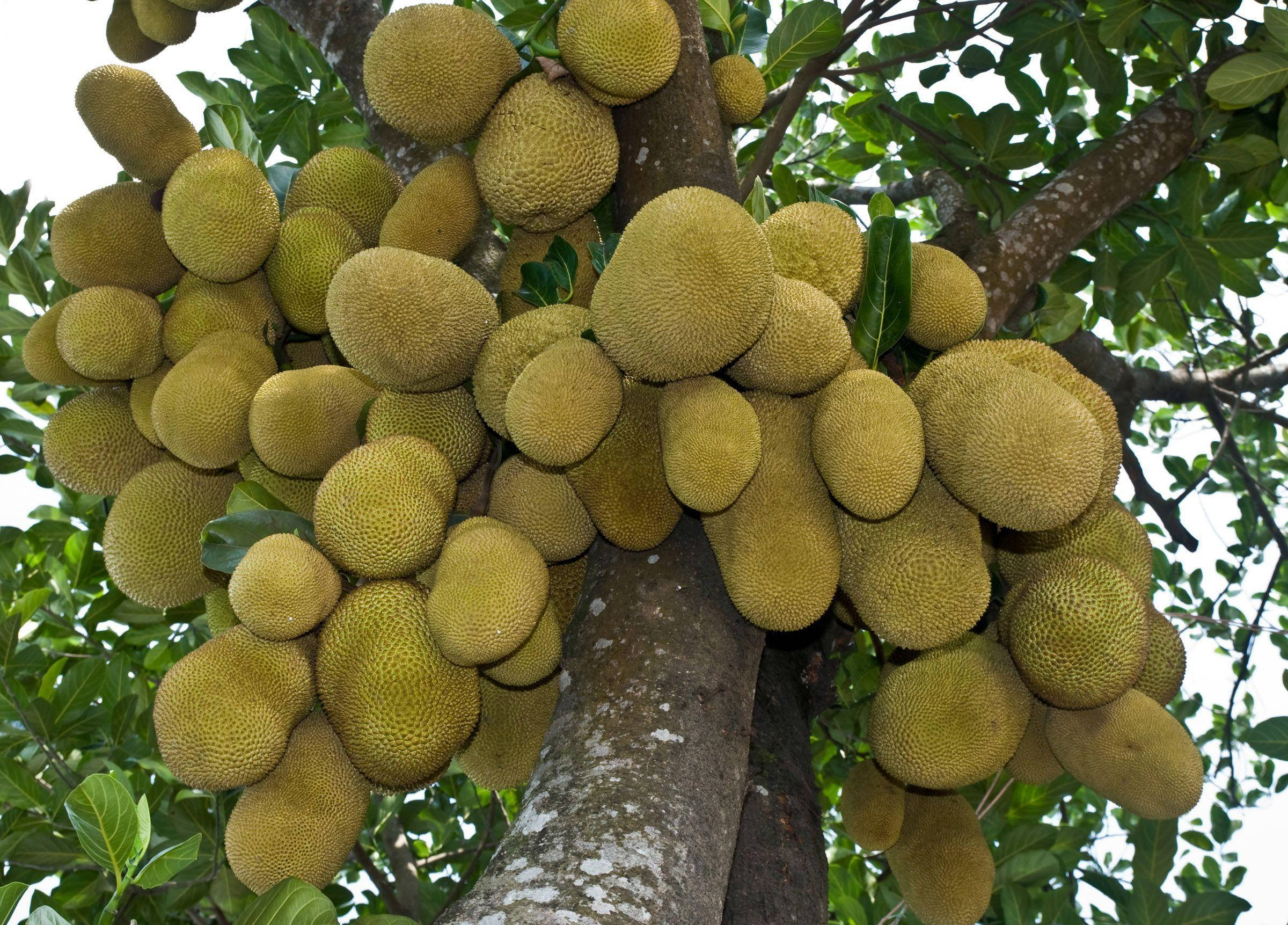 Jackfruit Tree, spiky green jackfruits, lush green leaves, Full HD Desktop Wallpaper