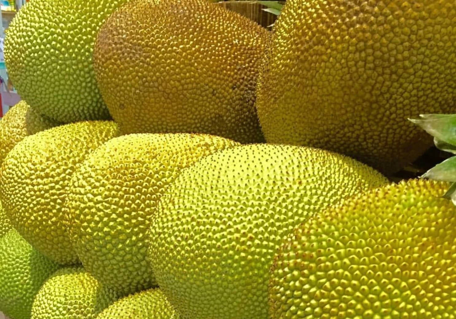 ripe jackfruit, spiky green and yellow husks, bright sunlight, HD Desktop Wallpaper