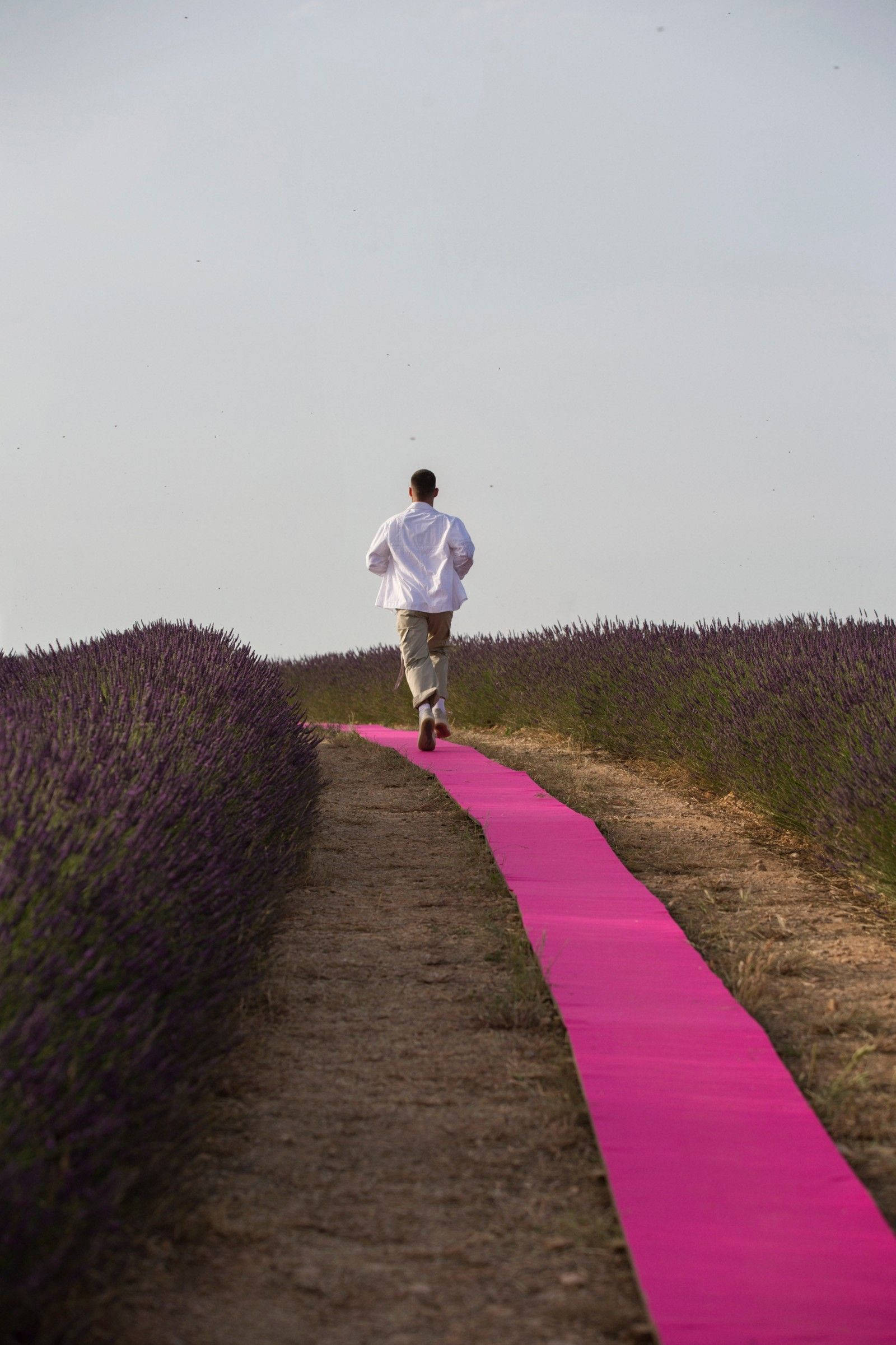 Jacquemus, lavender field, vivid pink carpet path, Full HD Phone Wallpaper