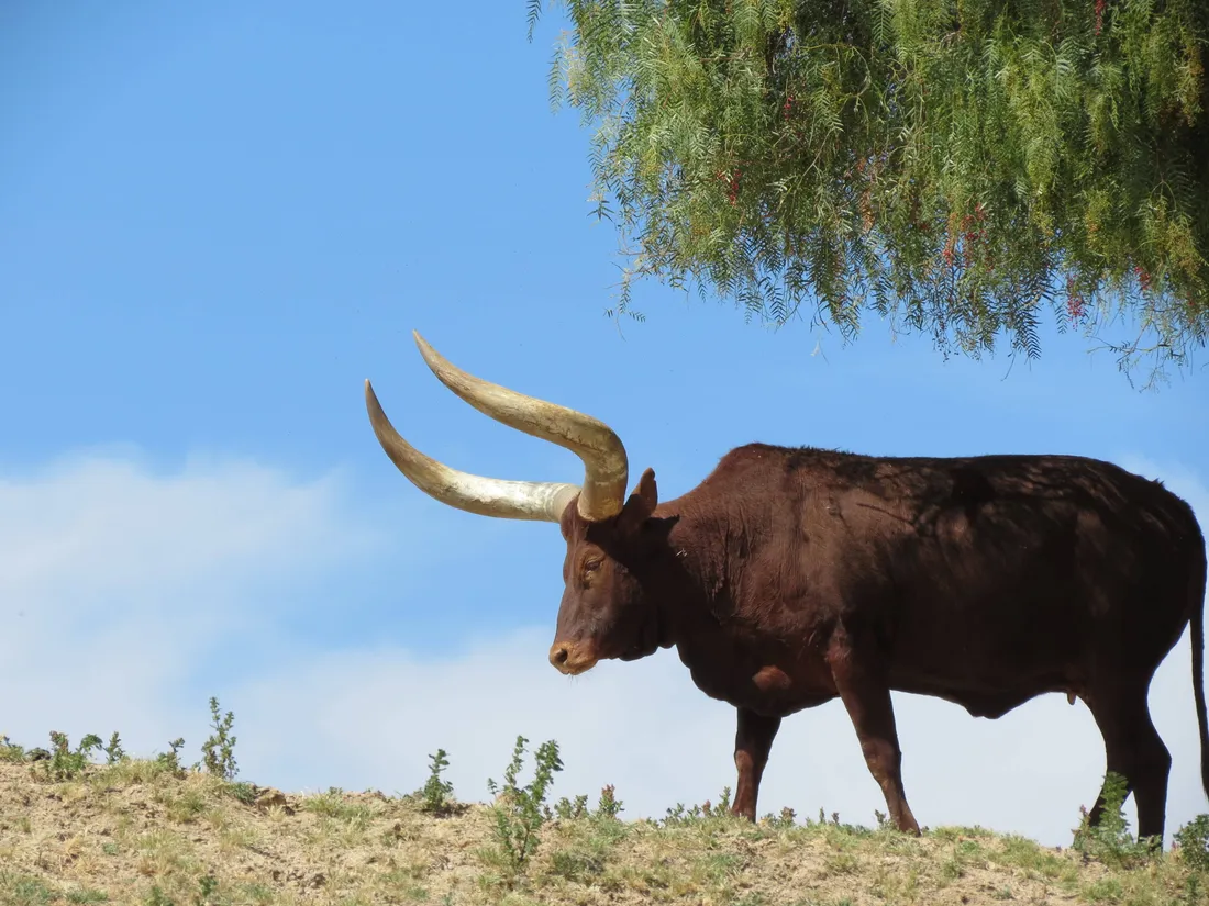 Jallikattu