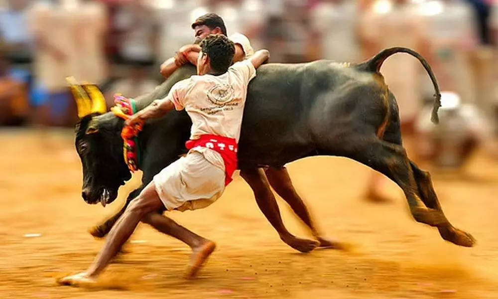 Jallikattu, bullfighter, black bull, SD Desktop Wallpaper
