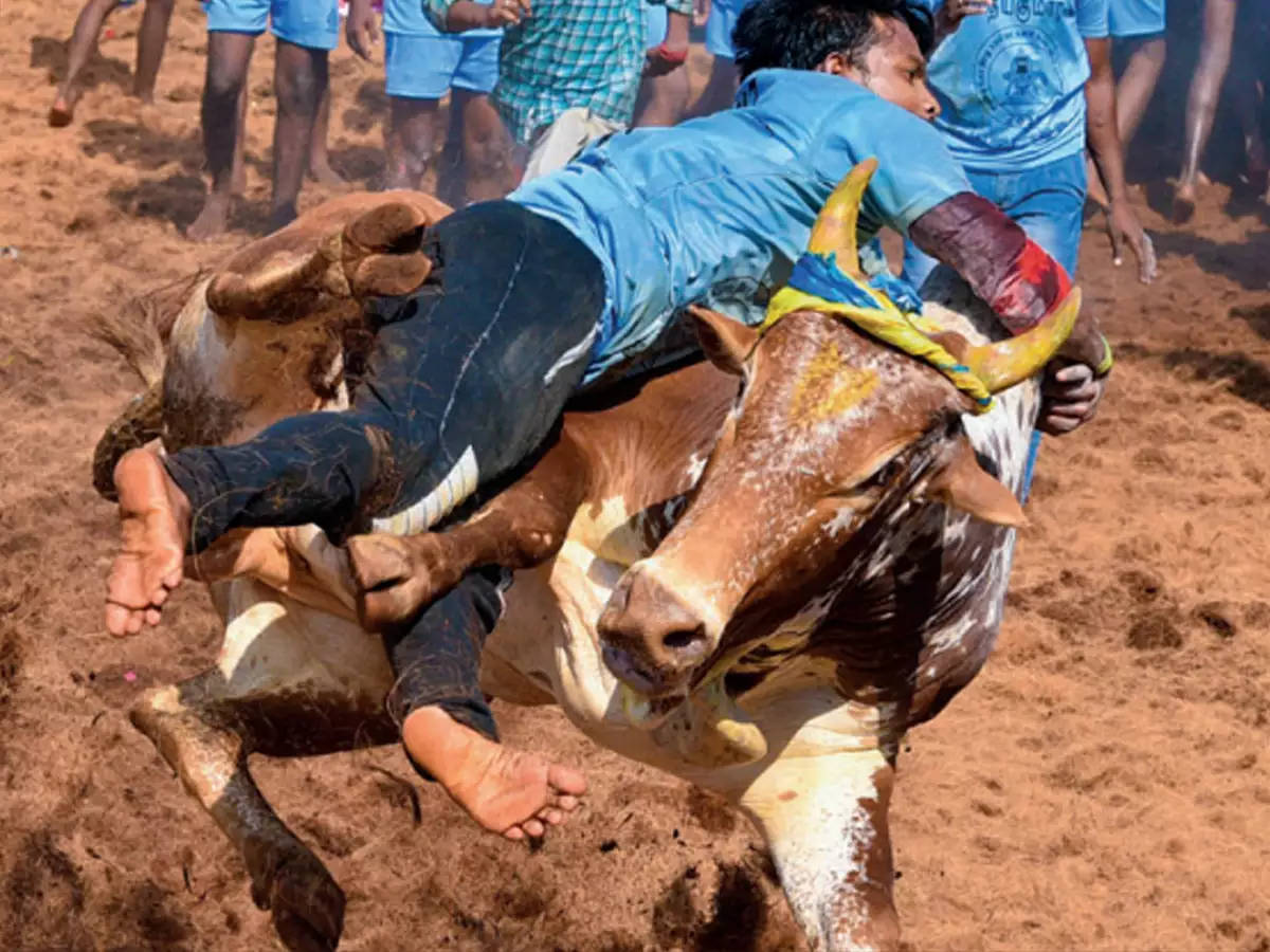 Jallikattu, bull, rider, SD Desktop Wallpaper